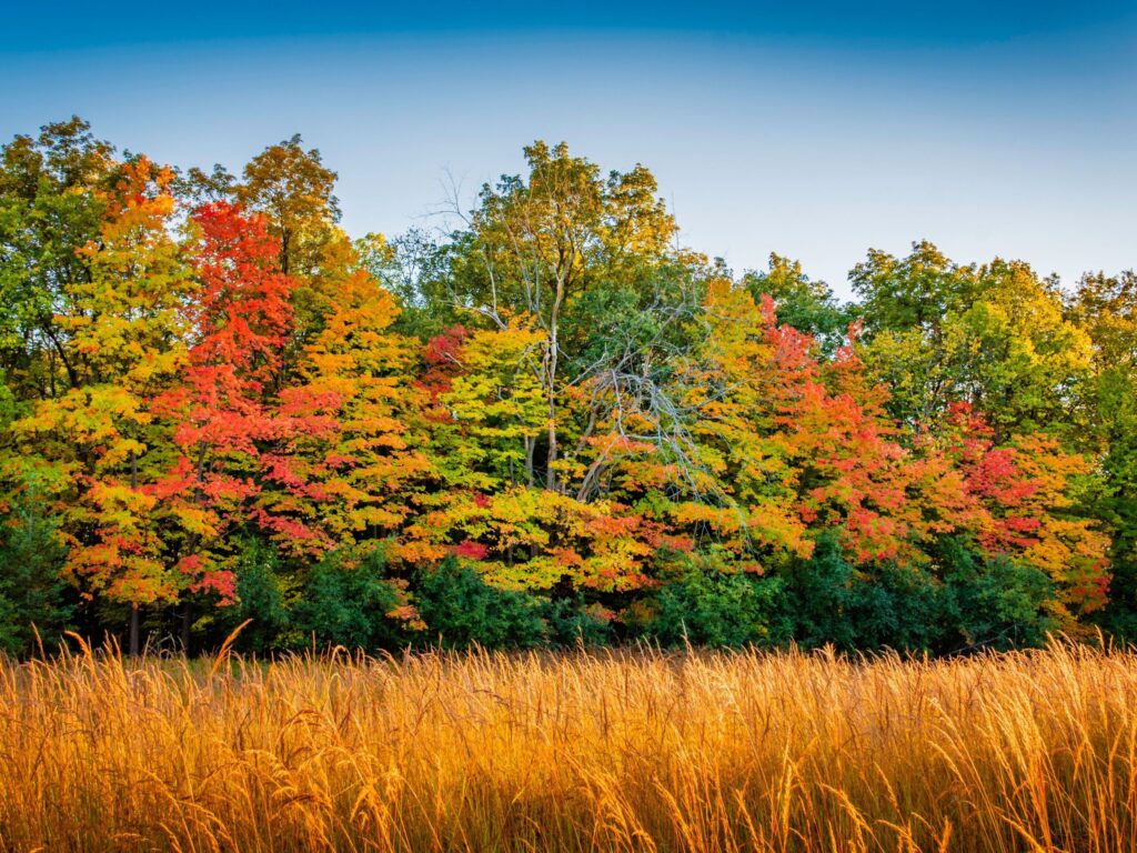 Trees with leaves changing color to represent the evolution of purpose and growth.
